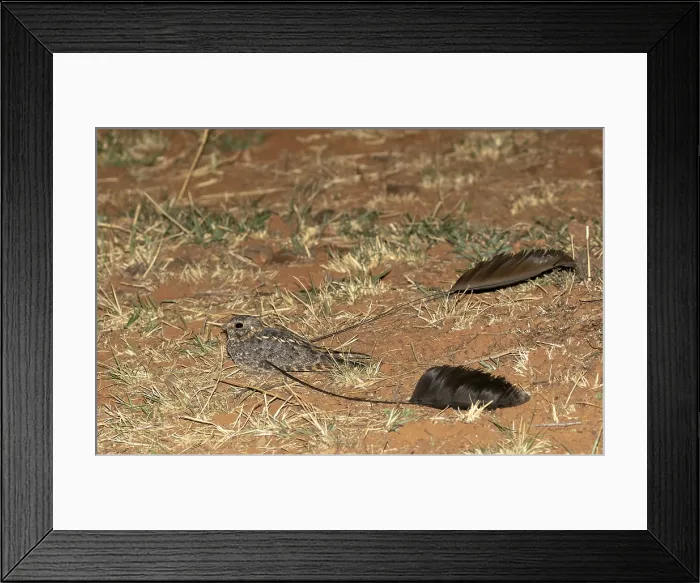 Framed Print : Standard-winged Nightjar, Caprimulgus longipennis