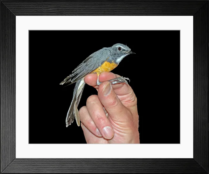 Framed Print : White-throated Robin, Irania gutturalis Framed Print : White-throated Robin, Irania gutturalis