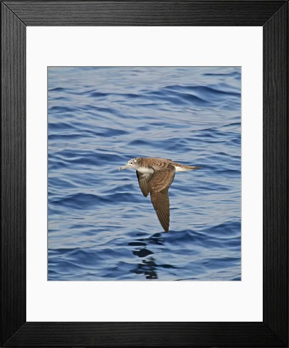 Framed Print : Streaked Shearwater, Calonectris leucomelas