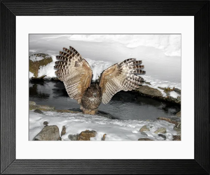 Framed Print : Blakiston-visuil, Blakiston's Fish-Owl, Bubo blakistoni