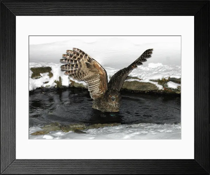 Framed Print : Blakiston-visuil, Blakiston's Fish-Owl, Bubo blakistoni