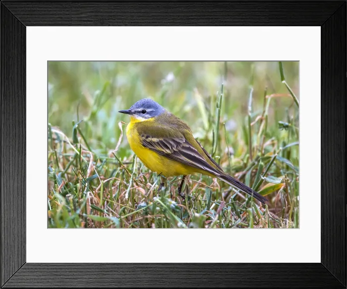 Framed Print : Blue-headed Wagtail, Motacilla flava