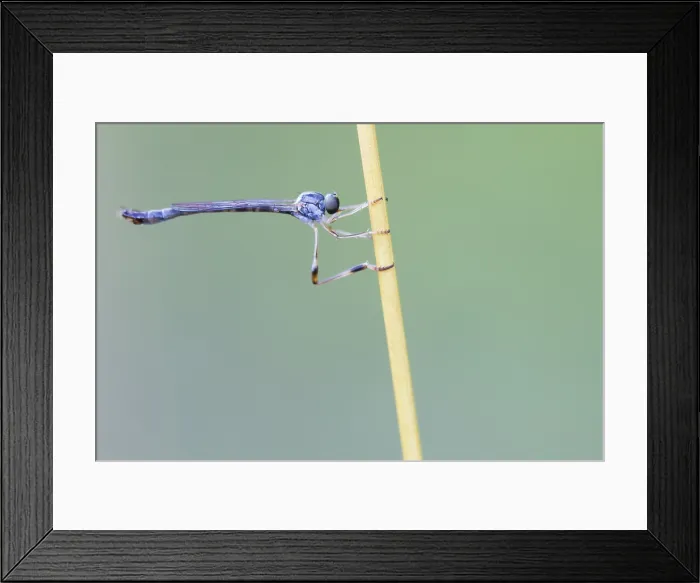 Framed Print : Leptogaster subtilis