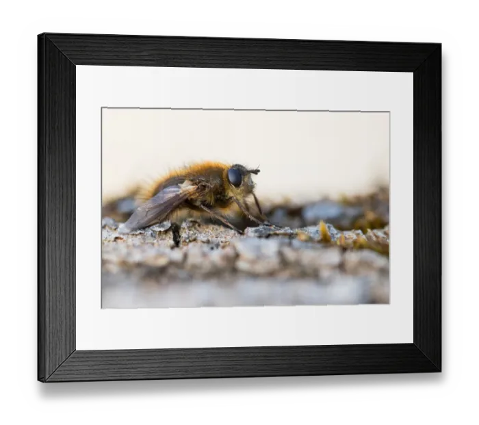 Framed Print : Macro image of an insect in Germany Framed Print : Macro image of an insect in Germany
