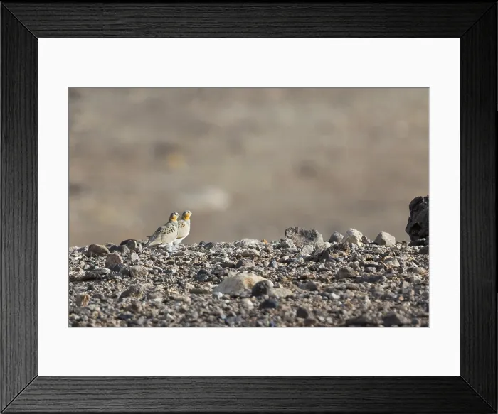Framed Print : Tibetian Sandgrouse, Syrrhaptes tibetianus