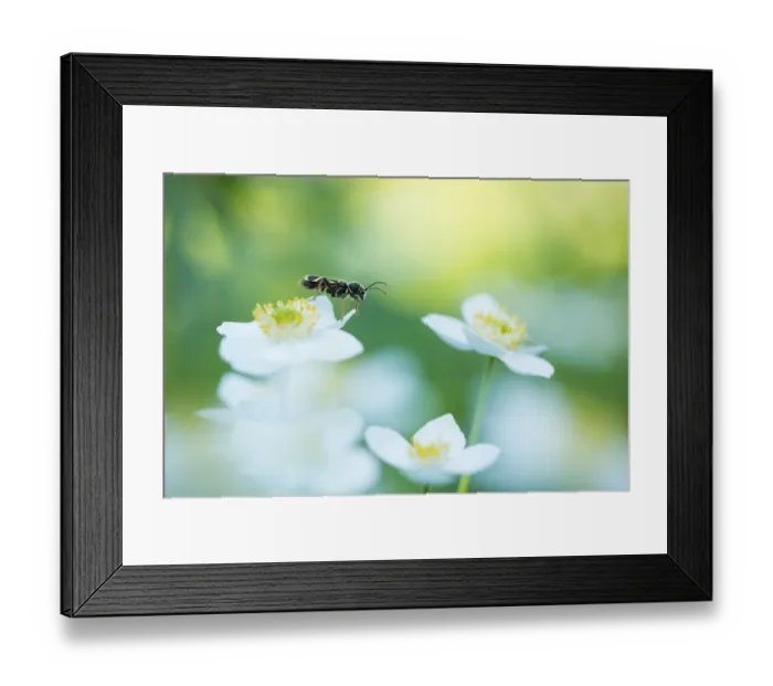 Framed Print : Marco image of an insect