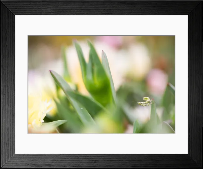 Framed Print : Marco image of an insect