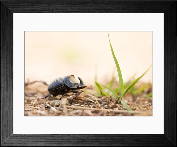 Framed Print : Marco image of an insect