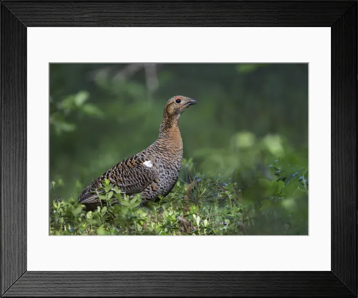 Framed Print : Korhoen, Black Grouse, Lyrurus tetrix tetrix
