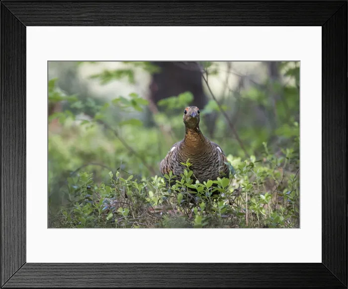 Framed Print : Korhoen, Black Grouse, Lyrurus tetrix tetrix