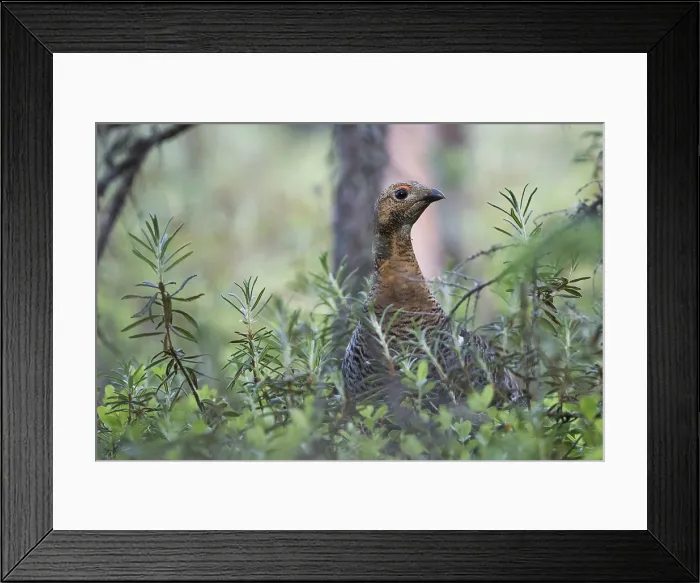 Framed Print : Korhoen, Black Grouse, Lyrurus tetrix tetrix