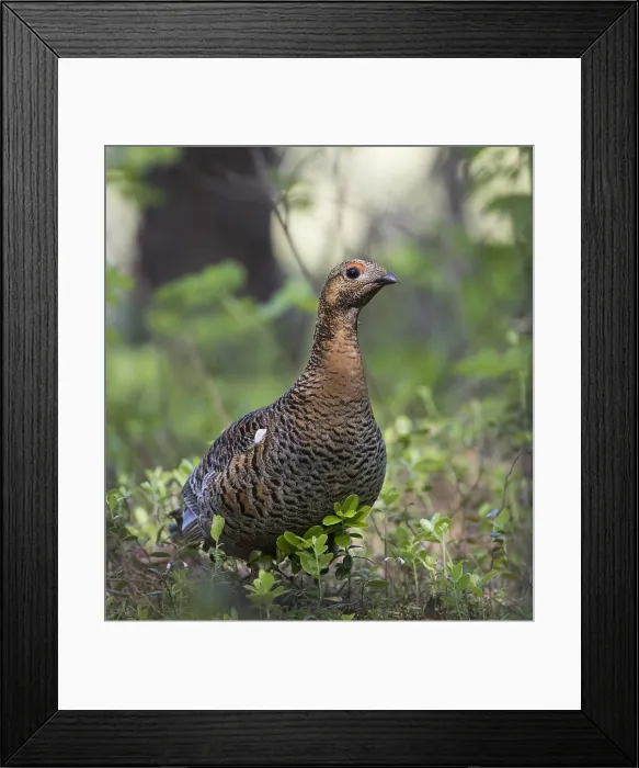Framed Print : Korhoen, Black Grouse, Lyrurus tetrix tetrix