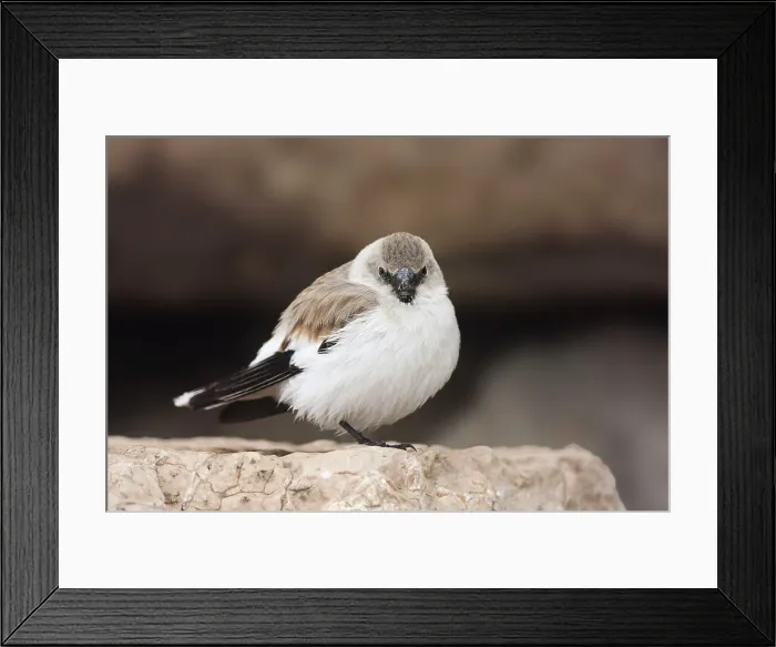 Framed Print : Sneeuwvink, White-winged Snowfinch, Montifringilla nivalis leucura