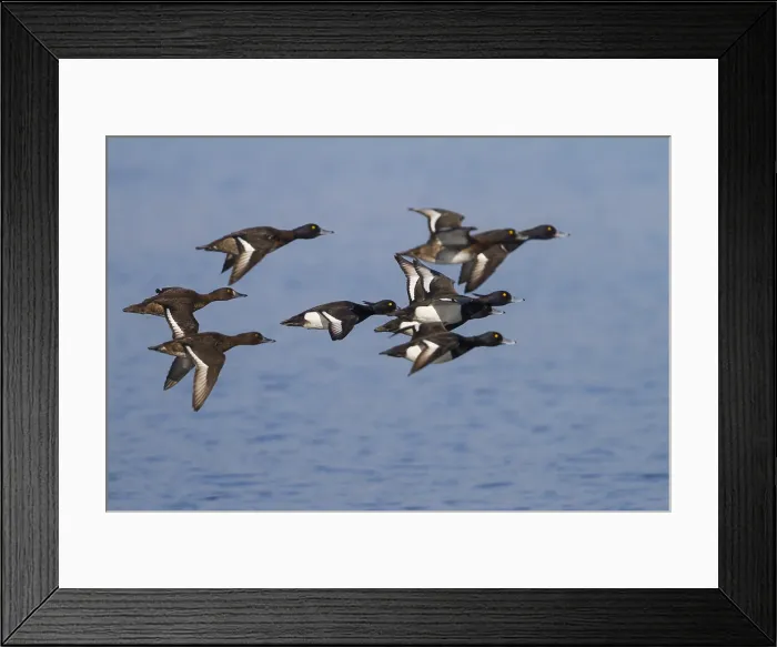 Framed Print : Kuifeend, Tufted Duck, Aythya fuligula