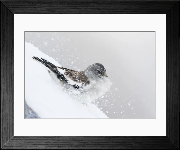 Framed Print : Sneeuwvink, White-winged Snowfinch, Montifringilla nivalis nivalis Framed Print : Sneeuwvink, White-winged Snowfinch, Montifringilla nivalis nivalis