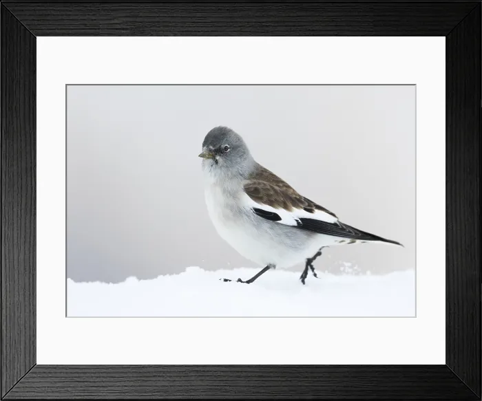 Framed Print : Sneeuwvink, White-winged Snowfinch, Montifringilla nivalis nivalis Framed Print : Sneeuwvink, White-winged Snowfinch, Montifringilla nivalis nivalis