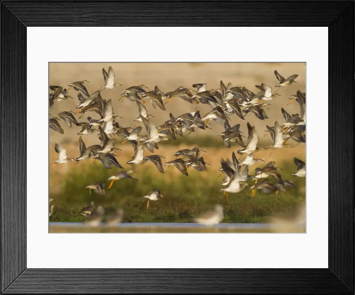 Framed Print : Kemphaan, Ruff, Philomachus pugnax Framed Print : Kemphaan, Ruff, Philomachus pugnax