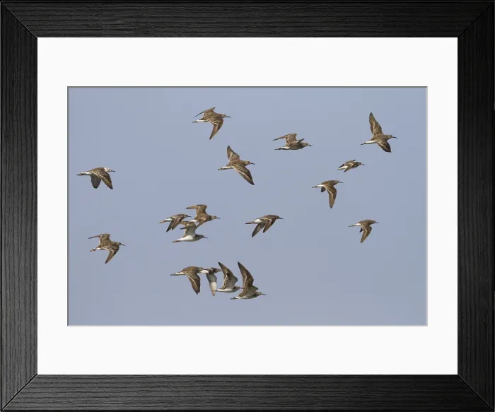 Framed Print : Kemphaan, Ruff, Philomachus pugnax Framed Print : Kemphaan, Ruff, Philomachus pugnax