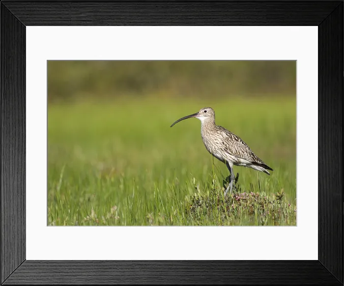 Framed Print : Wulp, Eurasian Curlew, Numenius arquata suschkini