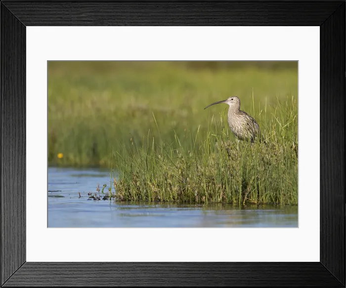 Framed Print : Wulp, Eurasian Curlew, Numenius arquata suschkini