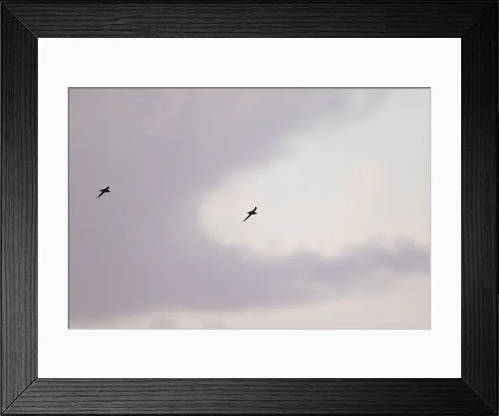 Framed Print : Stekelstaartgierzwaluw, White-throated Needletail, Hirundapus caudacutus