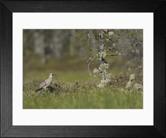 Framed Print : Wulp, Eurasian Curlew, Numenius arquata suschkini
