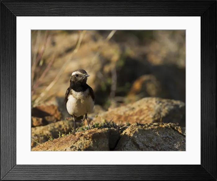 Framed Print : Cyprustapuit, Cyprus Wheatear, Oenanthe cypriaca