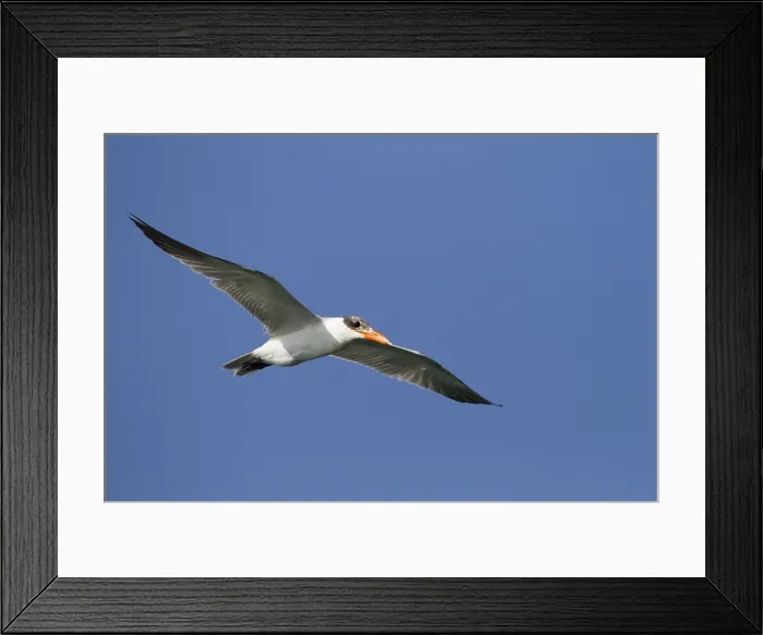 Framed Print : Reuzenstern, Caspian Tern, Hydroprogne caspia Framed Print : Reuzenstern, Caspian Tern, Hydroprogne caspia
