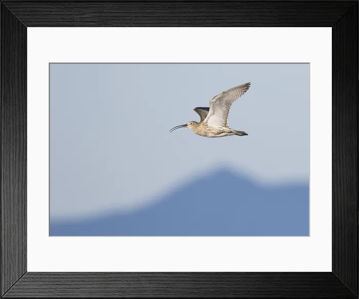 Framed Print : Wulp, Eurasian Curlew, Numenius arquata suschkini