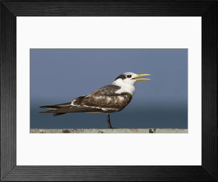 Framed Print : Grote Kuifstern, Greater Crested Tern, Thalasseus bergii velox
