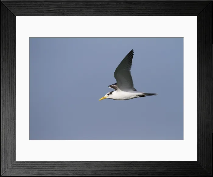Framed Print : Grote Kuifstern, Greater Crested Tern, Thalasseus bergii velox