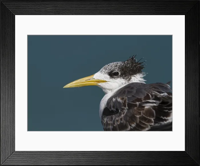 Framed Print : Grote Kuifstern, Greater Crested Tern, Thalasseus bergii velox