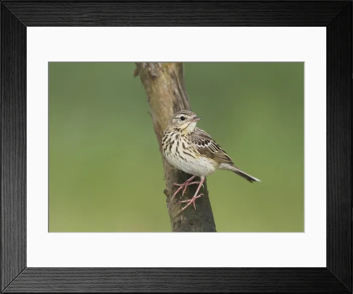 Framed Print : Boompieper, Tree Pipit, Anthus trivialis