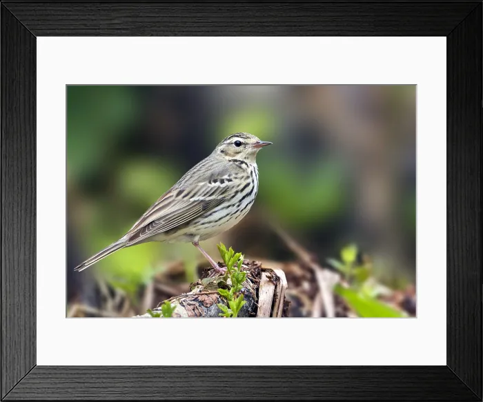 Framed Print : Siberische Boompieper, Olive-backed Pipit, Anthus hodgsoni yunnanensis