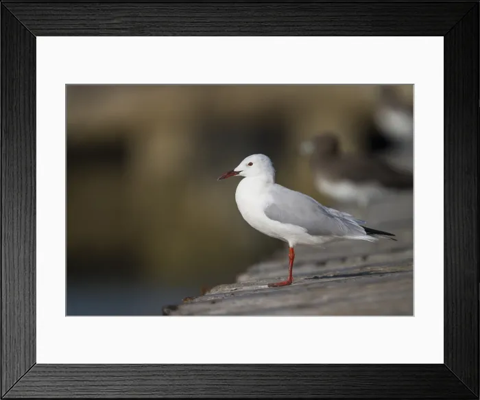 Framed Print : Dunbekmeeuw, Slender-billed Gull, Chroicocephalus genei