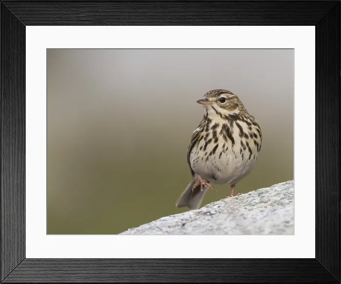 Framed Print : Boompieper, Tree Pipit, Anthus trivialis