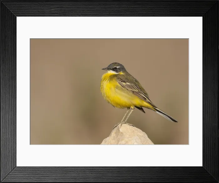 Framed Print : Witkeelkwikstaart, White-throated Wagtail, Motacilla cinereocapilla iberiae