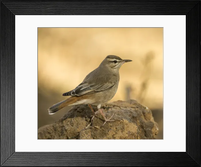 Framed Print : Oostelijke Rosse Waaierstaart, Eastern Rufous-tailed Scrub-Robin, Cercotrichas galactotes familiaris