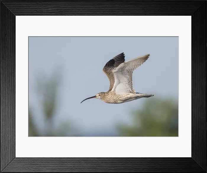 Framed Print : Wulp, Eurasian Curlew, Numenius arquata suschkini