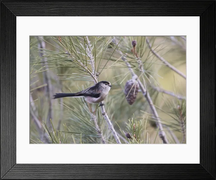 Framed Print : Staartmees, Long-tailed Tit, Aegithalos caudatus irbii