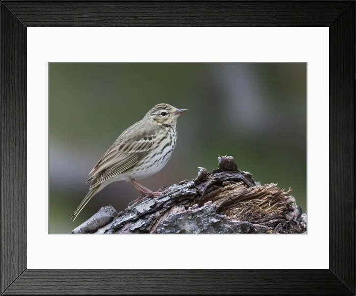 Framed Print : Siberische Boompieper, Olive-backed Pipit, Anthus hodgsoni yunnanensis