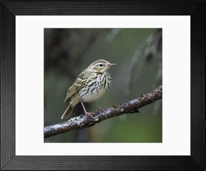 Framed Print : Siberische Boompieper, Olive-backed Pipit, Anthus hodgsoni yunnanensis