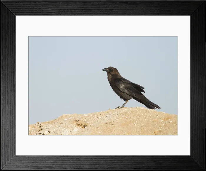 Framed Print : Bruinnekraaf, Brown-necked Raven, Corvus ruficollis