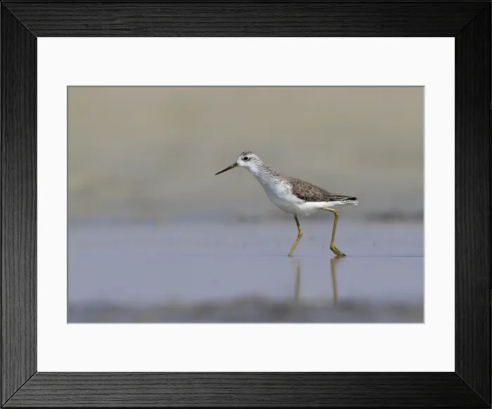 Framed Print : Poelruiter, Marsh Sandpiper, Tringa stagnatilis Framed Print : Poelruiter, Marsh Sandpiper, Tringa stagnatilis