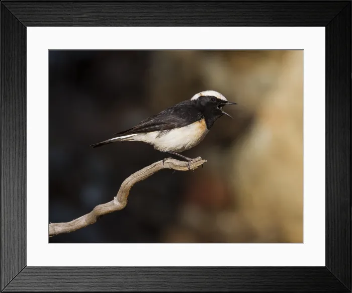 Framed Print : Cyprustapuit, Cyprus Wheatear, Oenanthe cypriaca