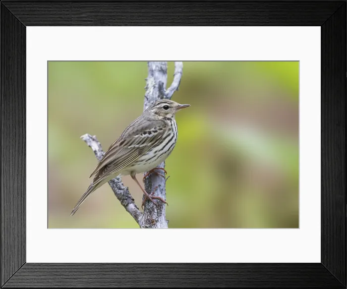 Framed Print : Siberische Boompieper, Olive-backed Pipit, Anthus hodgsoni yunnanensis Framed Print : Siberische Boompieper, Olive-backed Pipit, Anthus hodgsoni yunnanensis