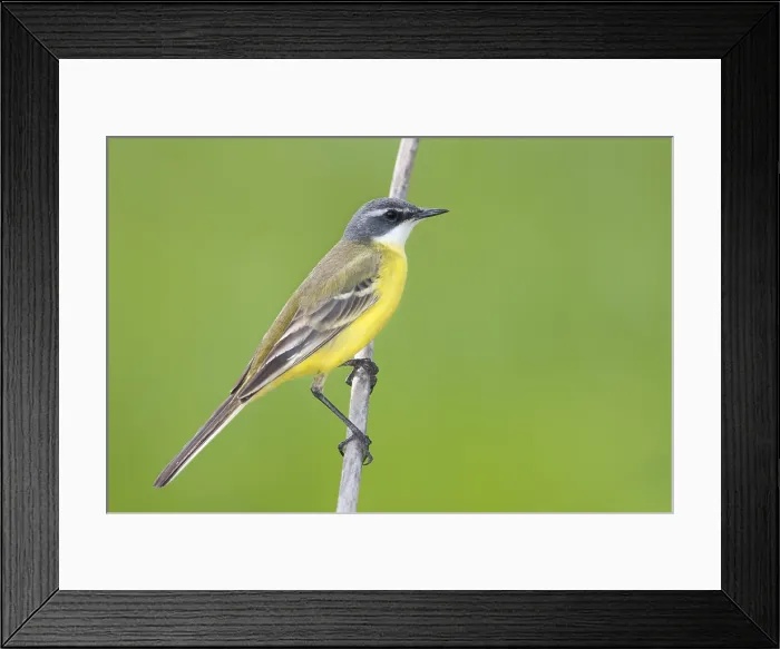 Framed Print : Witkeelkwikstaart, White-throated Wagtail, Motacilla cinereocapilla iberiae