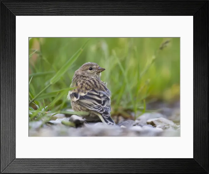 Framed Print : Citroenkanarie, Citril Finch, Serinus citrinella