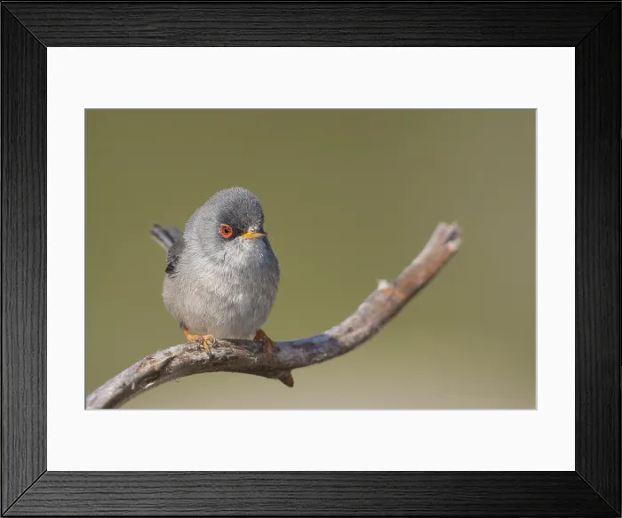 Framed Print : Balearische Grasmus, Balearic Warbler, Sylvia balearica Framed Print : Balearische Grasmus, Balearic Warbler, Sylvia balearica