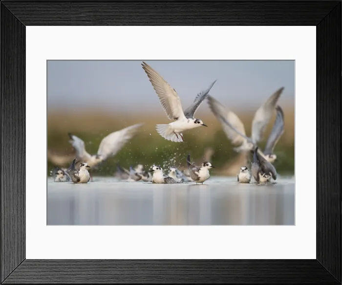 Framed Print : Witvleugelstern, White-winged Tern, Chlidonias leucopterus Framed Print : Witvleugelstern, White-winged Tern, Chlidonias leucopterus